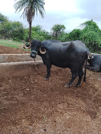 બૈ ભૈસો વેસવાની છે