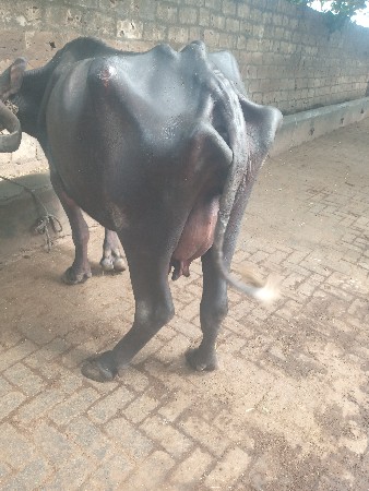 ભેસ વેચવા ની છે
