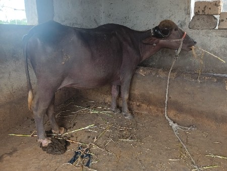 ભેસ વેચવાની છે