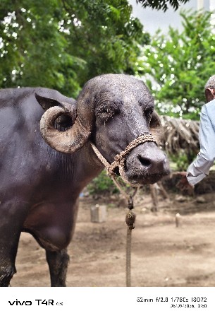 ભેંશ