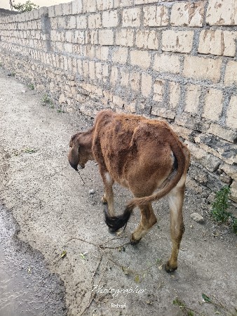 વાછડી