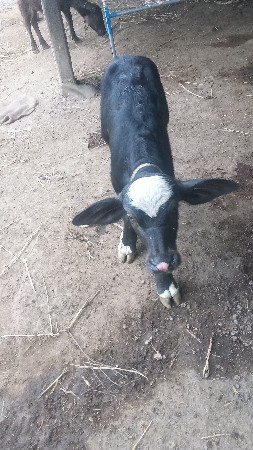 લૅવાનુછૅ સનૅડૉ