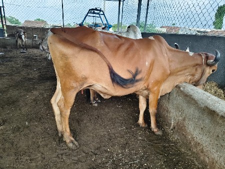 બાલકૃષ્ણ ગૌશાળા વિરડી ગાય વેચવાની