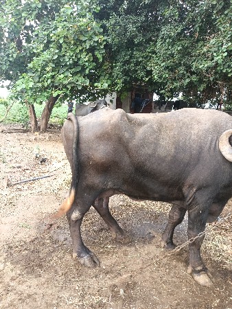 ભેસ‌ વેચવા નિ છે