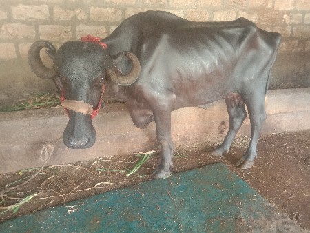 ભેસ