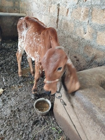 વાછડી