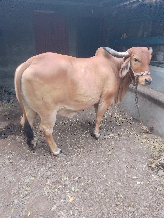 ગાય વેશવા ની સે