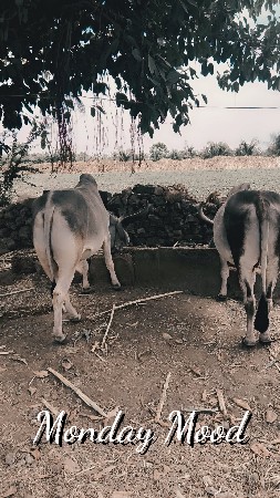 વઢીયારા બરધ વેસવાના છે બે વાવણી
