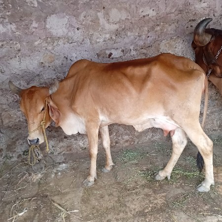 હોરકી વેચવાની છે
