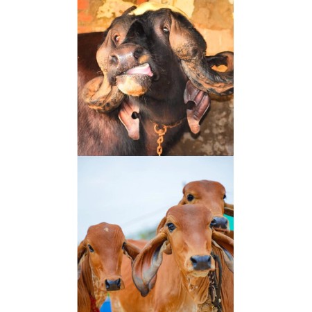 વેચવાની છે 3 ગાયું 2 વાછડીયુ