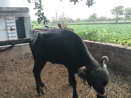 khdeli khali
