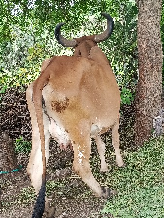 વેચવાની છે