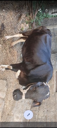 ગાય વેચવાની છે