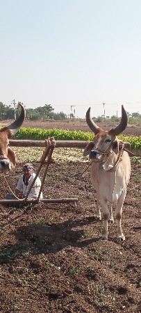બળદ વેચવાના છે
