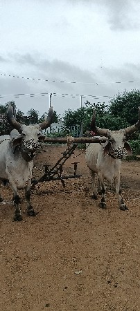 બળદ વેચવા ના છે