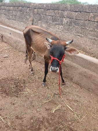 બે વાશડી