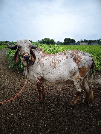 ગીર ગાય વેચવાની છે