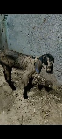 બે દેશી બકરી