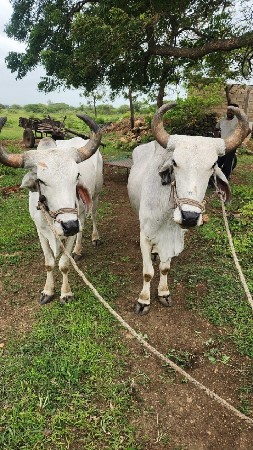 બળદ વેચવાના છે