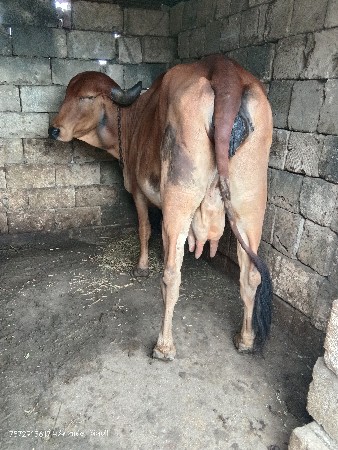 ગીર ગાય વેચવાની છે