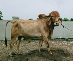 સુવર્ણ કપિલા ખૂટ વિનામુલ્યે આપી દેવાનો 6e