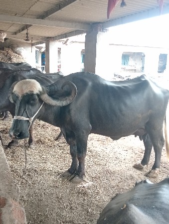 ભેંસ વેચવાની છે
