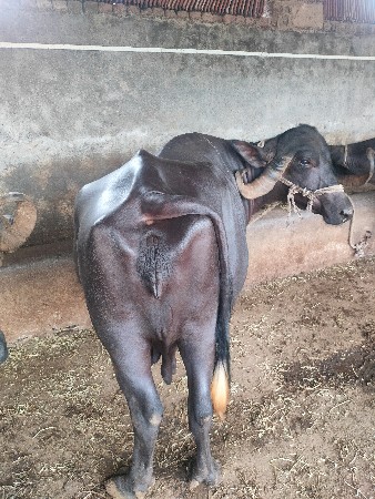 3 vetar