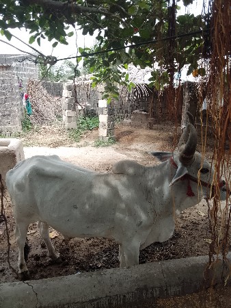 બળદ વેચવાના છે ટોટલ જવાબદારી