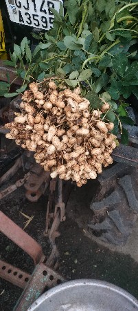 ઓળા ની માંડવી વેચવા ની છે