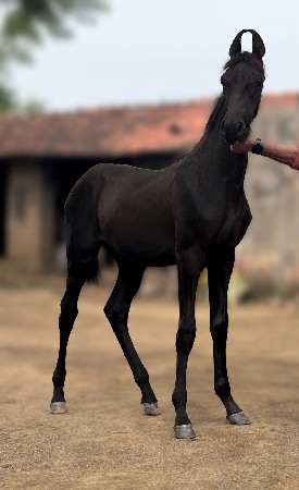 vacheri vechvani che
