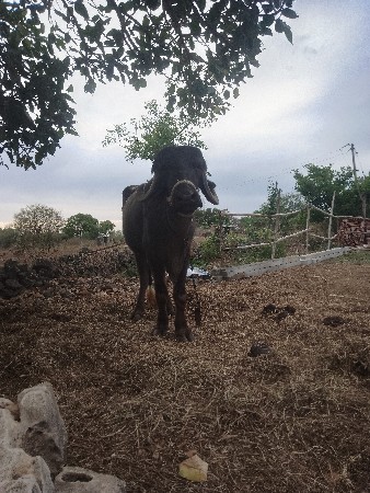 ખડેલીવેશવાનીસેપાસમયનાથીયા