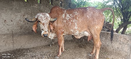 ગાય વહેંચવાની સે