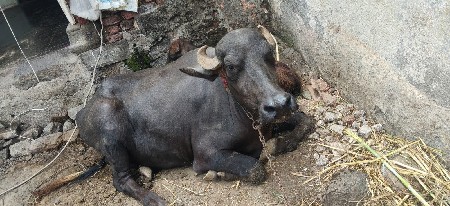 ભેંસ