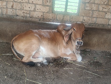 વેશવા ની છે