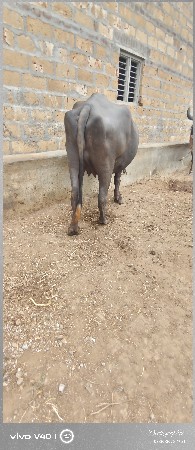 ભેસ વેચવાની છે
