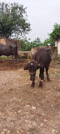 3 khadela ne 1 pado vecvano che