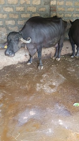 2 મહીના વાયગલ