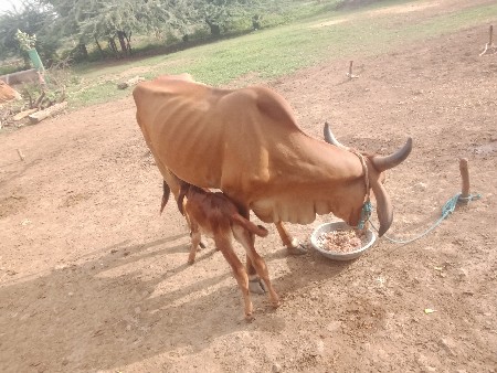 ગાય વેસવાની સે સાવ સોજી.2વેરત