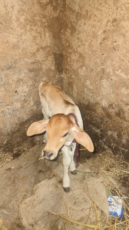 આ ગાય વેચવાની છે