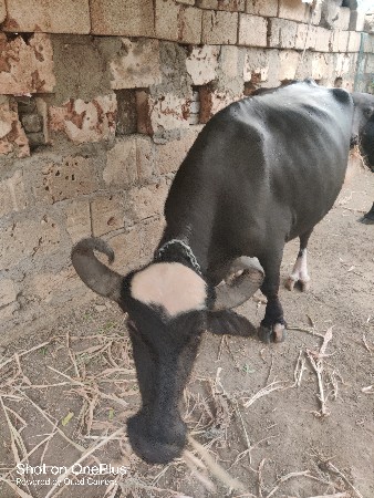 ભેંશ