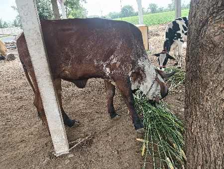 આ વાશરટી વેશવાની છે 2