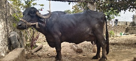 ભેંશ વેશવાની છે