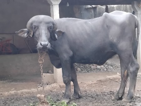 ખડેલી વેચવાની છે.