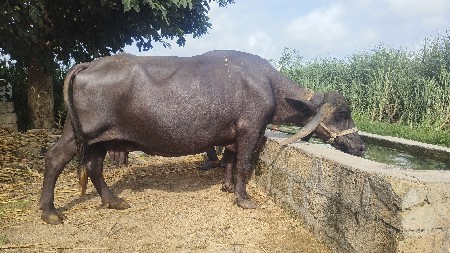 વેચવાનું છે. ચોથા વેતરમાં છે