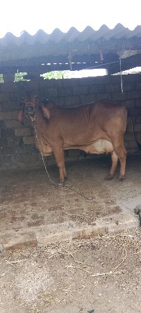 ગાય વેચવા નિ છે