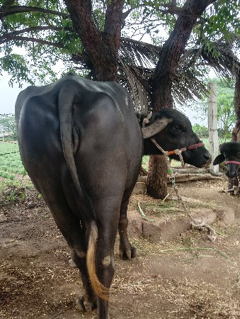 ભેંસ વેચવાની છે