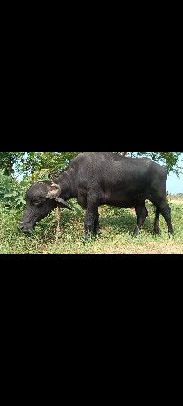 ખડાઇ વેસવાની છે