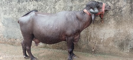 બીજા વેતર ની ખડેલી વેચવાની છે