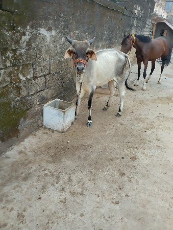 કાંકરેજ વાછડી વેચવાની છે