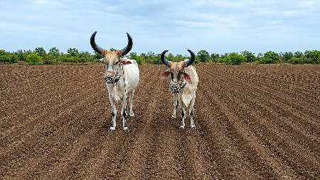 ગોઢલા વેચવાના છે